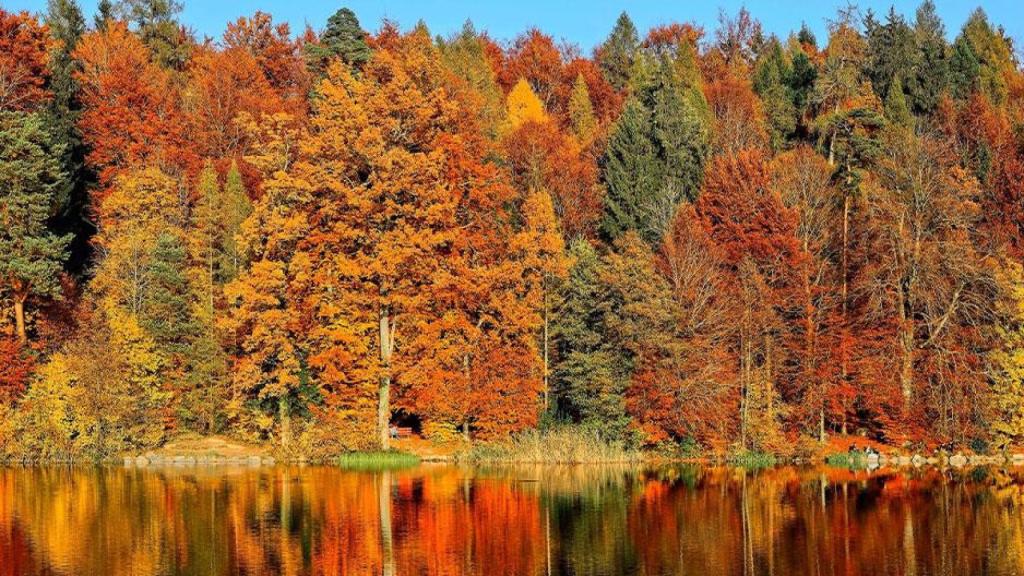 bosque201